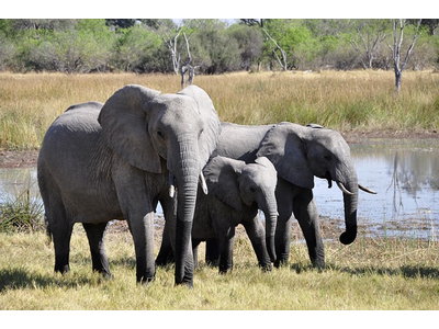 Safaris & Wildlife Adventures
